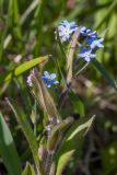 Myosotis sylvatica. Верхушка цветущего растения. Псковская обл., Пушкиногорский р-н, дер. Бугрово, граница луга и тростниковых зарослей у пруда на р. Луговка. 08.05.2016.