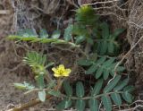 Tribulus terrestris