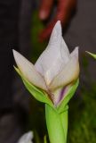 Iris lortetii
