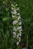 Platanthera chlorantha