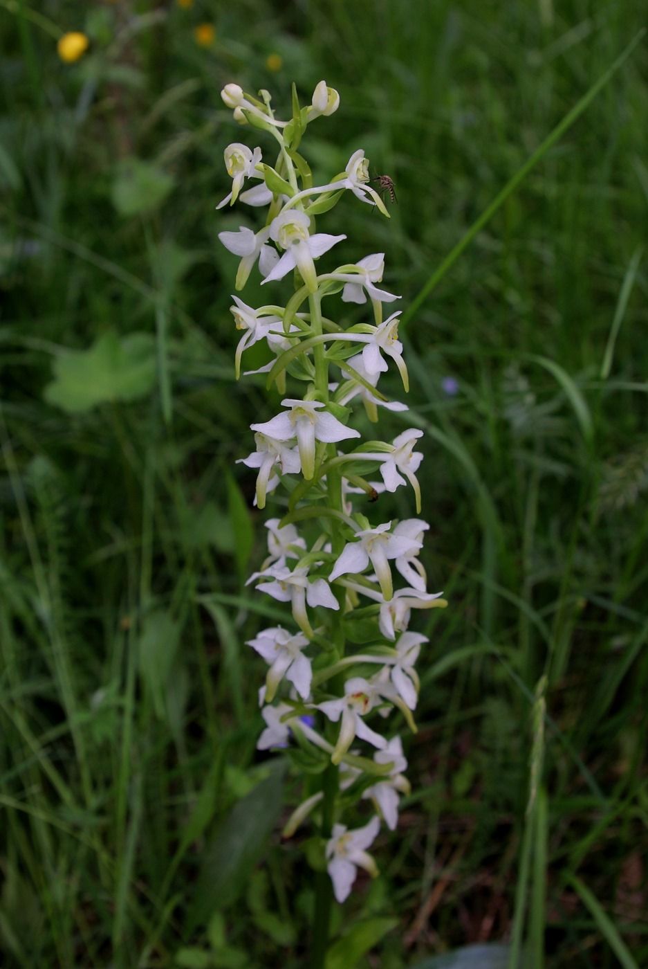 Изображение особи Platanthera chlorantha.