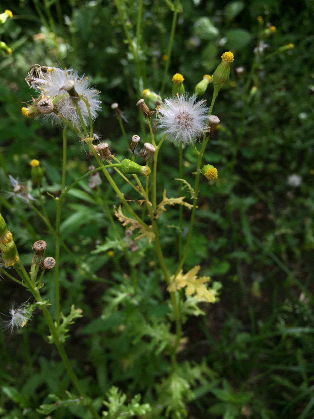 Изображение особи Senecio vulgaris.