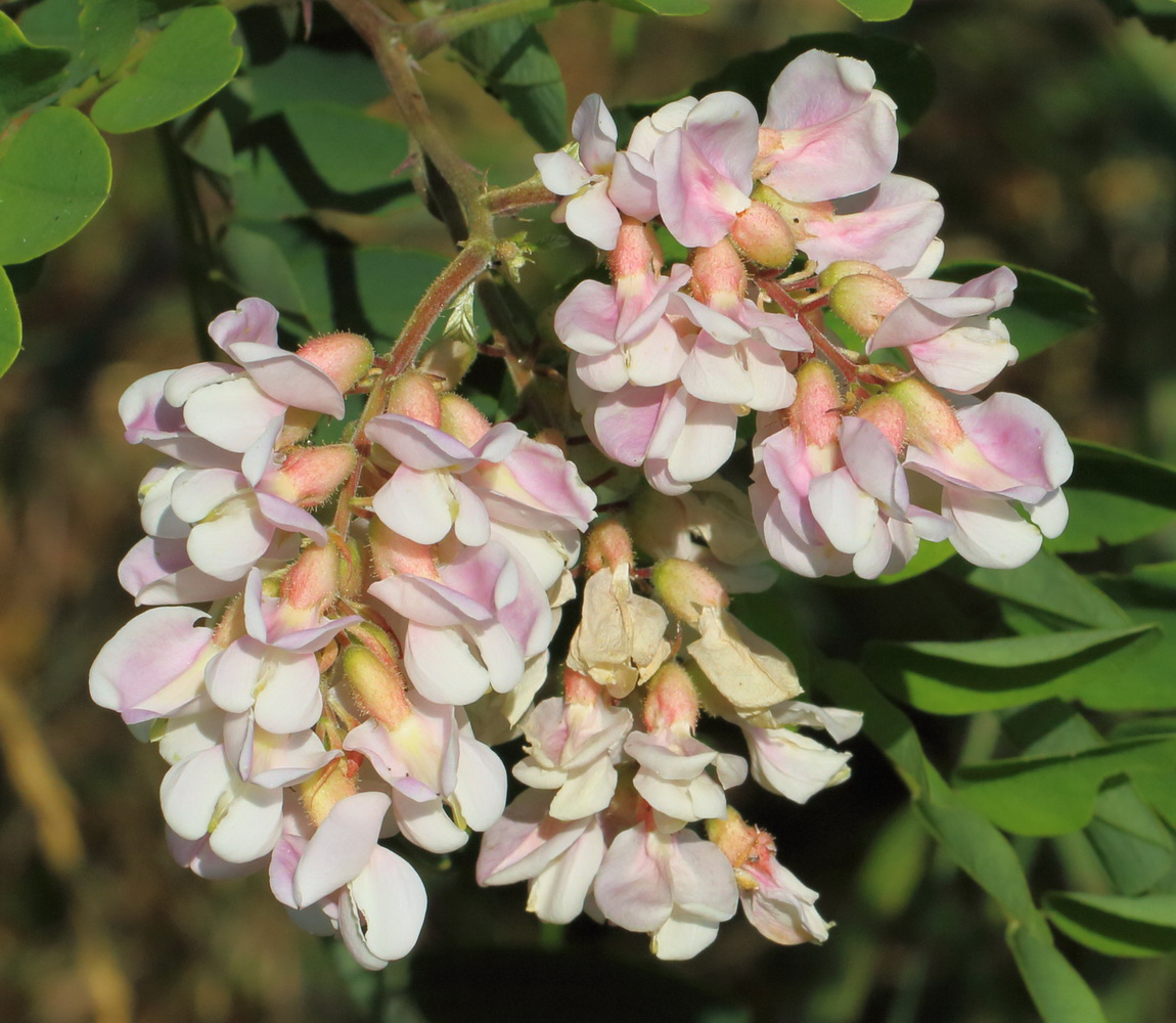 Робиния сомнительная (Robinia × ambigua)