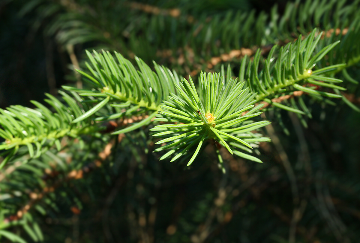 Image of Picea polita specimen.