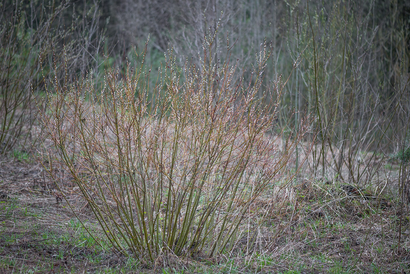 Изображение особи Salix starkeana.