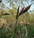 Carex riparia. Верхушка цветущего растения. Краснодарский край, г. Усть-Лабинск, берег р. Кубань, зарастающая старица в пойменном лесу. 17.04.2018.