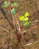 Ranunculus sceleratus