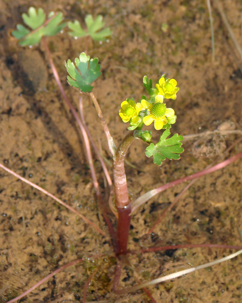 Изображение особи Ranunculus sceleratus.