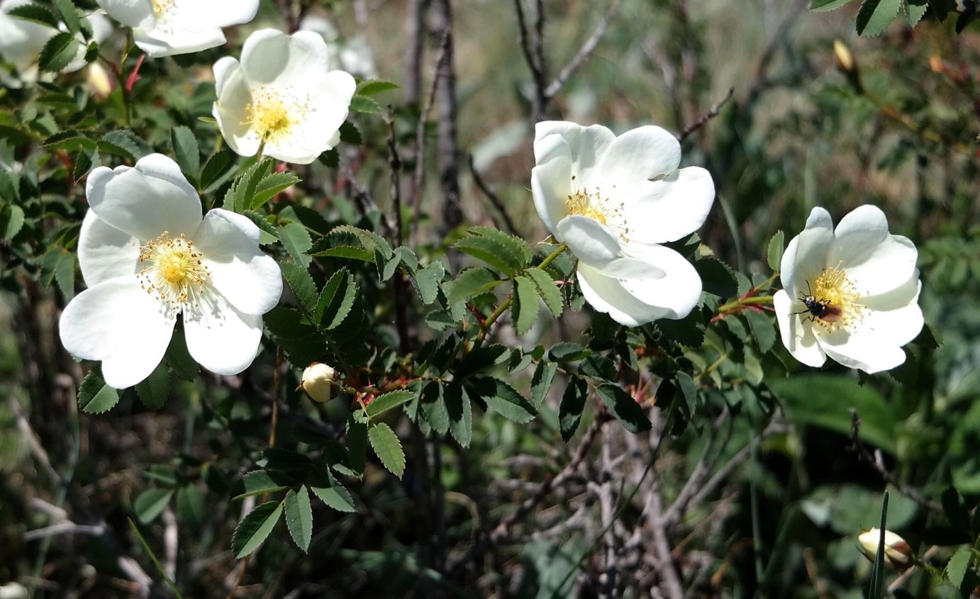 Image of Rosa spinosissima specimen.