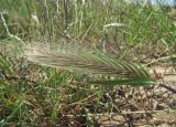 Hordeum glaucum