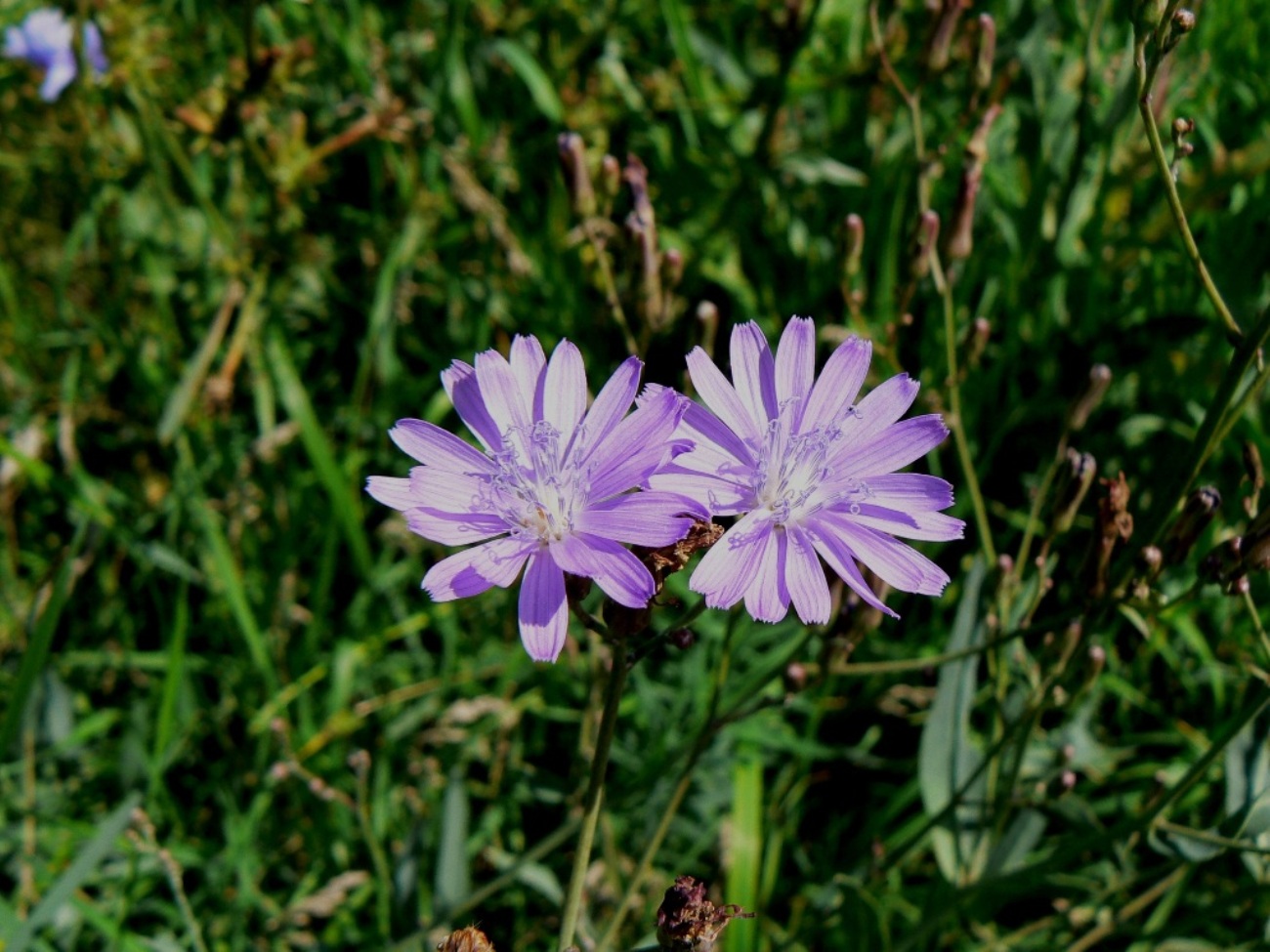 Изображение особи Lactuca tatarica.