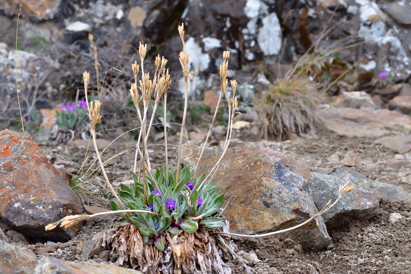 Изображение особи Primula turkestanica.