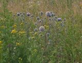 Echinops sphaerocephalus