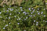 Veronica filiformis