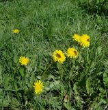 Taraxacum officinale