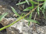 Stachys atherocalyx