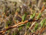 Salix fuscescens. Верхушка побега с женским соцветием. Магаданская обл., окр. г. Магадан, нижнее течение р. Магаданка, долинный увлажнённый ивняк. 04.06.2018.