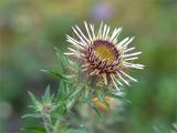 Carlina fennica. Соцветие. Псковская обл., Себежский р-н, окр. пос. Идрица, зеленомошно-брусничный сосновый лес, обочина грунтовой дороги. 02.08.2019.