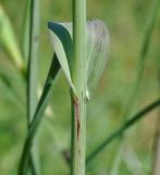 Tragopogon porrifolius ssp. longirostris