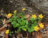 Ranunculus franchetii. Цветущее растение. Приморский край, окр. г. Владивостока, широколиственный лес. 29.04.2020.