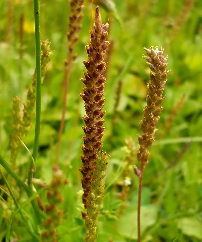 Изображение особи Plantago major.