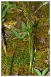 Scheuchzeria palustris. Плодоносящее растение. Республика Татарстан, Агрызский р-н. 23.04.2010.