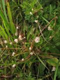 Cuscuta epithymum