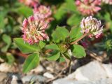 Trifolium hybridum. Соцветия и листья. Краснодарский край, Крымский р-н, станица Неберджаевская, приусадебный участок, сорное. 07.06.2022.