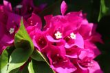 Bougainvillea glabra. Соцветия и листья. Турция, г. Анталья, в городском озеленении. 22.08.2022.