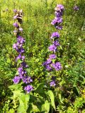 Campanula cephalotes