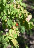 Cornus mas. Плодоносящая ветвь. Республика Адыгея, Майкопский р-н, окр. карьера компании \"Волма\". 29 июля 2022 г.