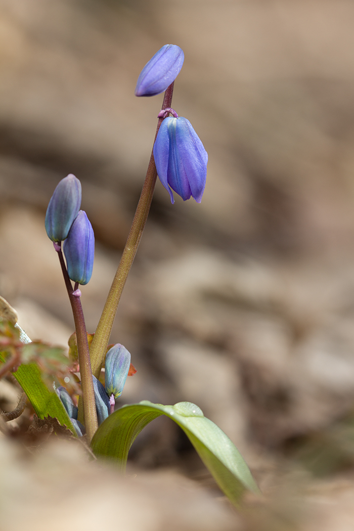 Изображение особи Scilla siberica.