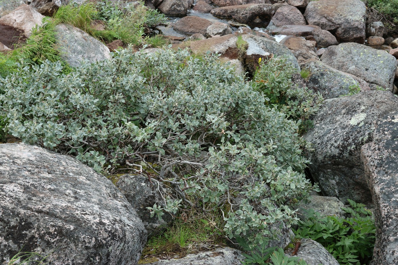 Изображение особи Salix lanata.