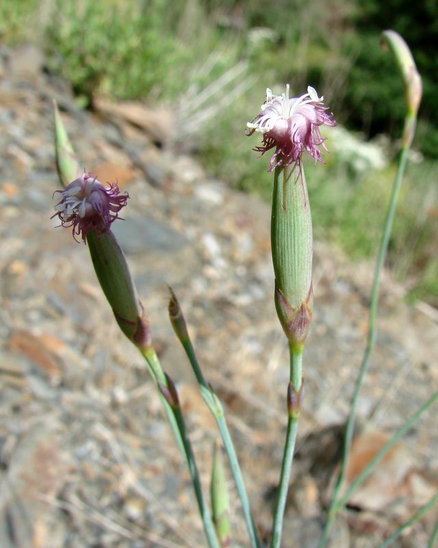 Изображение особи Dianthus helenae.