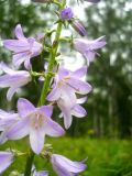 Campanula bononiensis