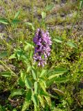 Betonica officinalis