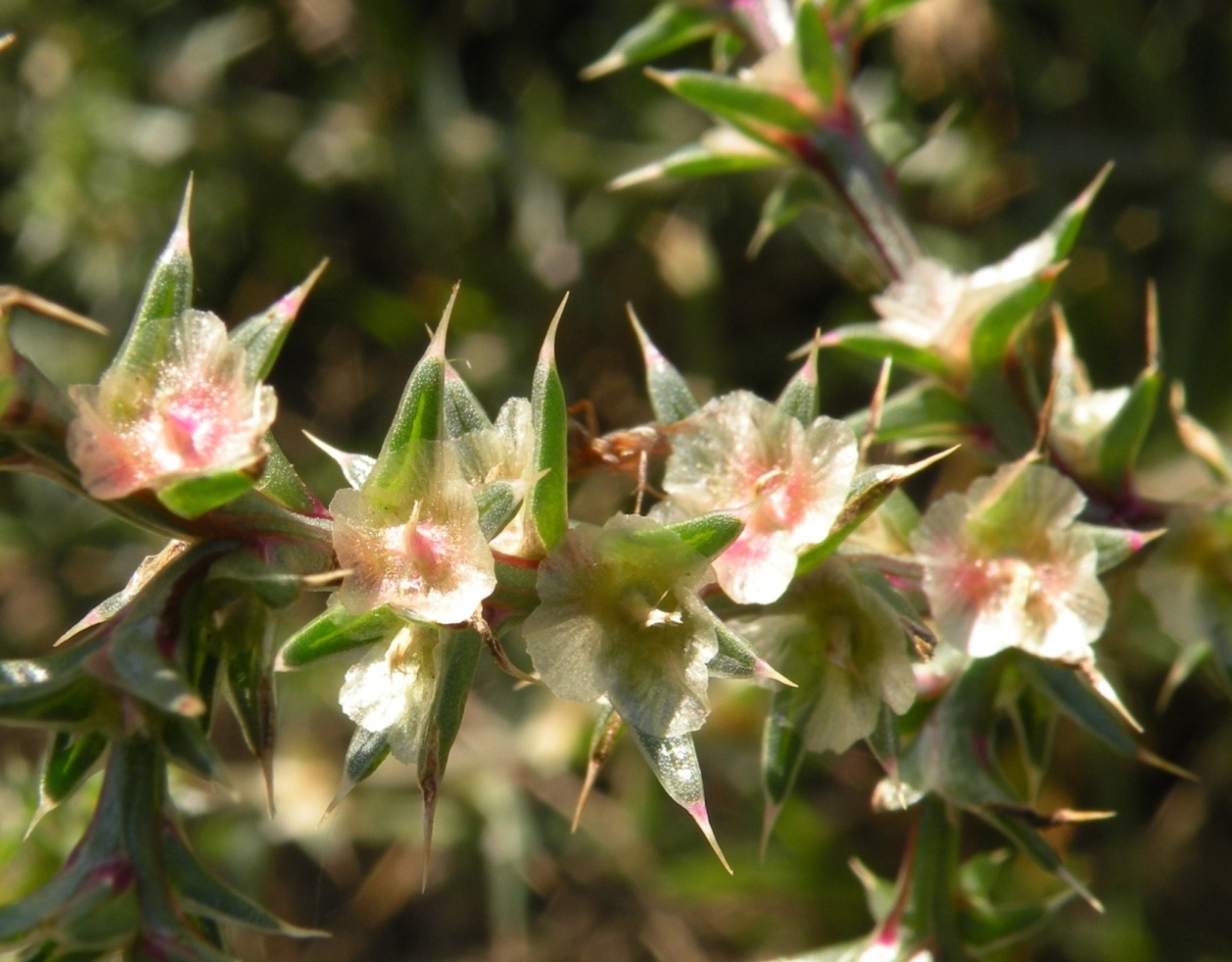 Изображение особи Salsola tragus.