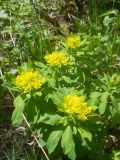 Euphorbia pilosa