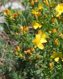 Hypericum linarioides подвид alpestre. Часть соцветия. Крым, Ялтинская яйла. 23 июня 2012 г.