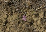 Dianthus bicolor