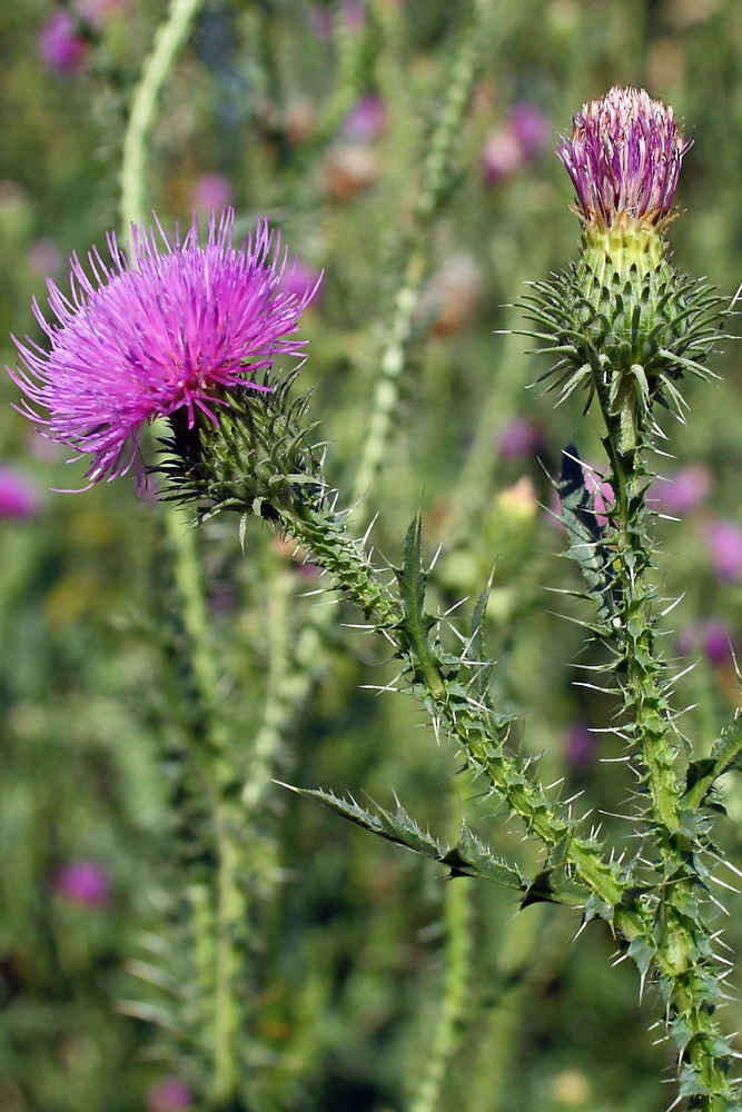 Image of Carduus acanthoides specimen.