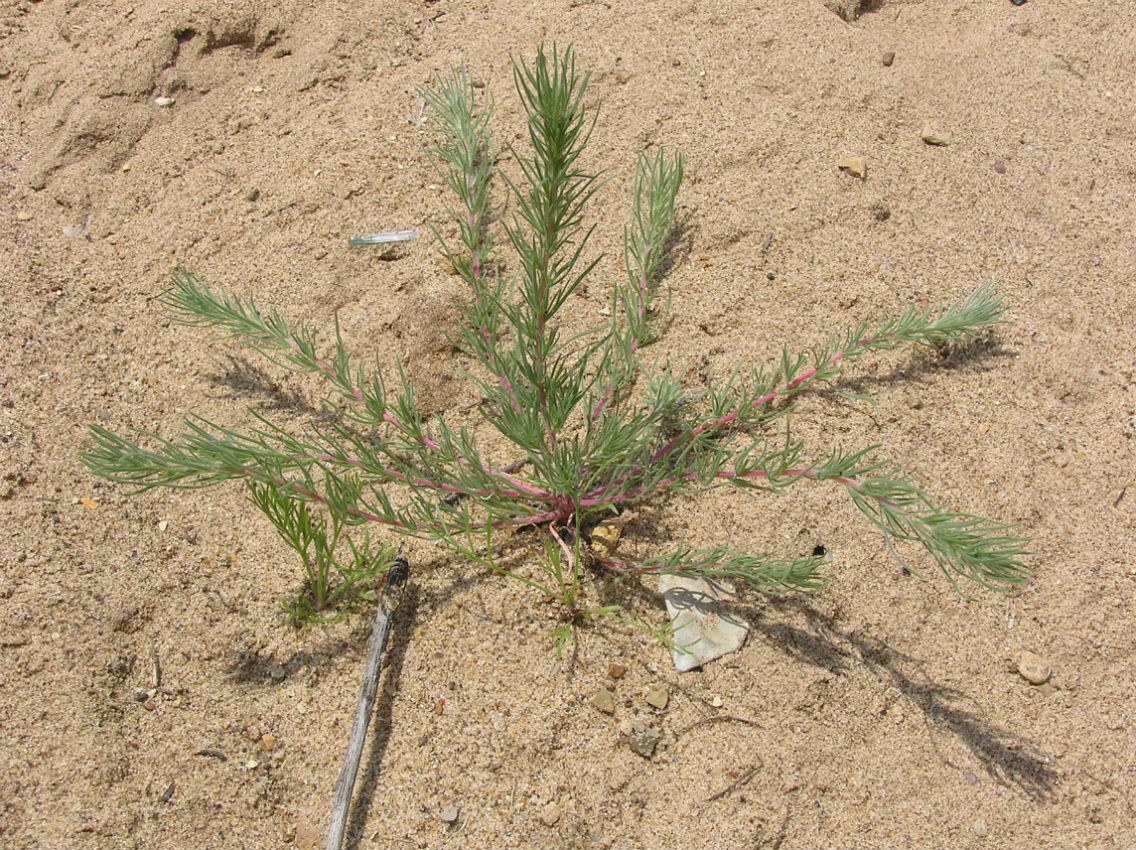 Image of Bassia laniflora specimen.