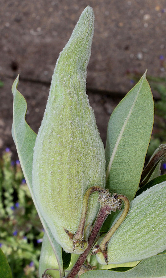 Изображение особи Asclepias speciosa.