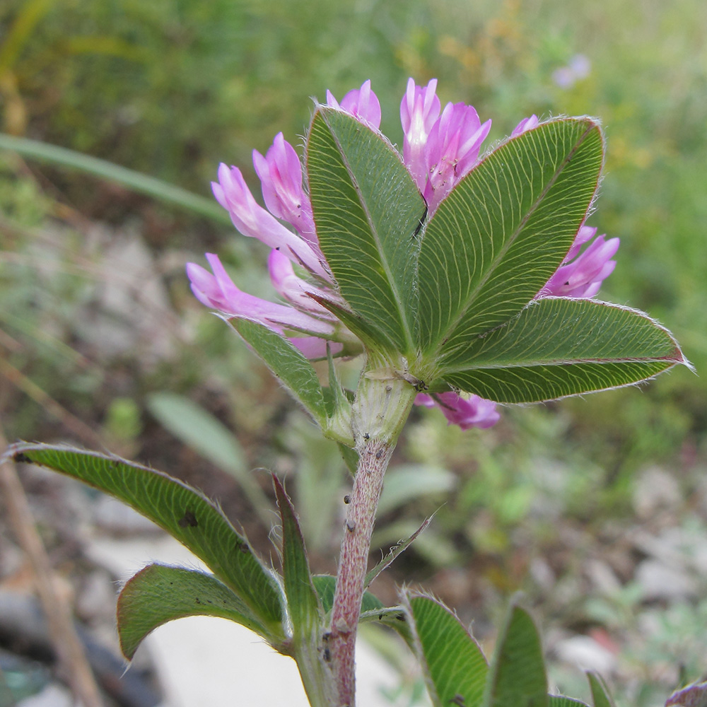 Изображение особи Trifolium medium.