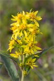 Solidago virgaurea подвид lapponica. Соцветие. Мурманская обл., п-ов Средний, м. Волоковый, приморский луг. 27.07.2014.