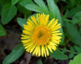 Inula britannica