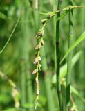 Persicaria hydropiper