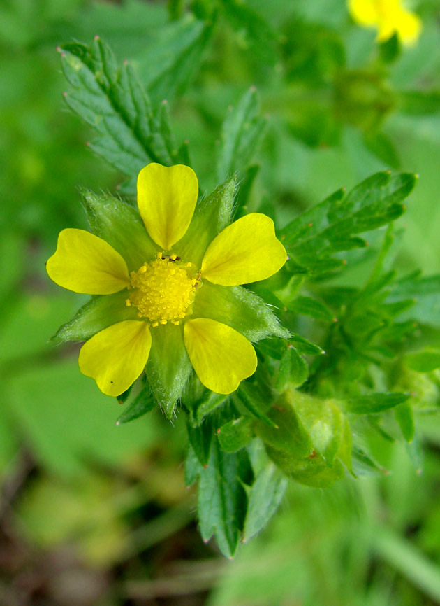 Изображение особи Potentilla norvegica.