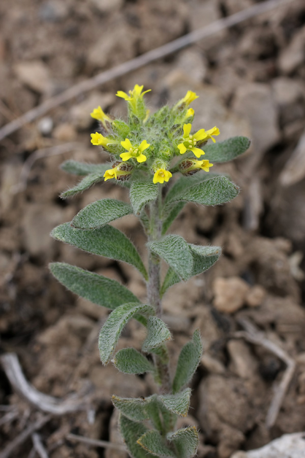 Изображение особи Alyssum simplex.