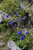 Aquilegia glandulosa. Цветущее растение. Юго-Восточный Алтай, Курайский хребет, долина р. Курайки. Конец июля 2008 г.